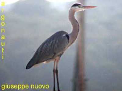 Airone cinerino